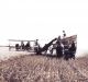 Wheat harvest on the Snyder Farm ca 1929 with Faye Marcellus Snyder